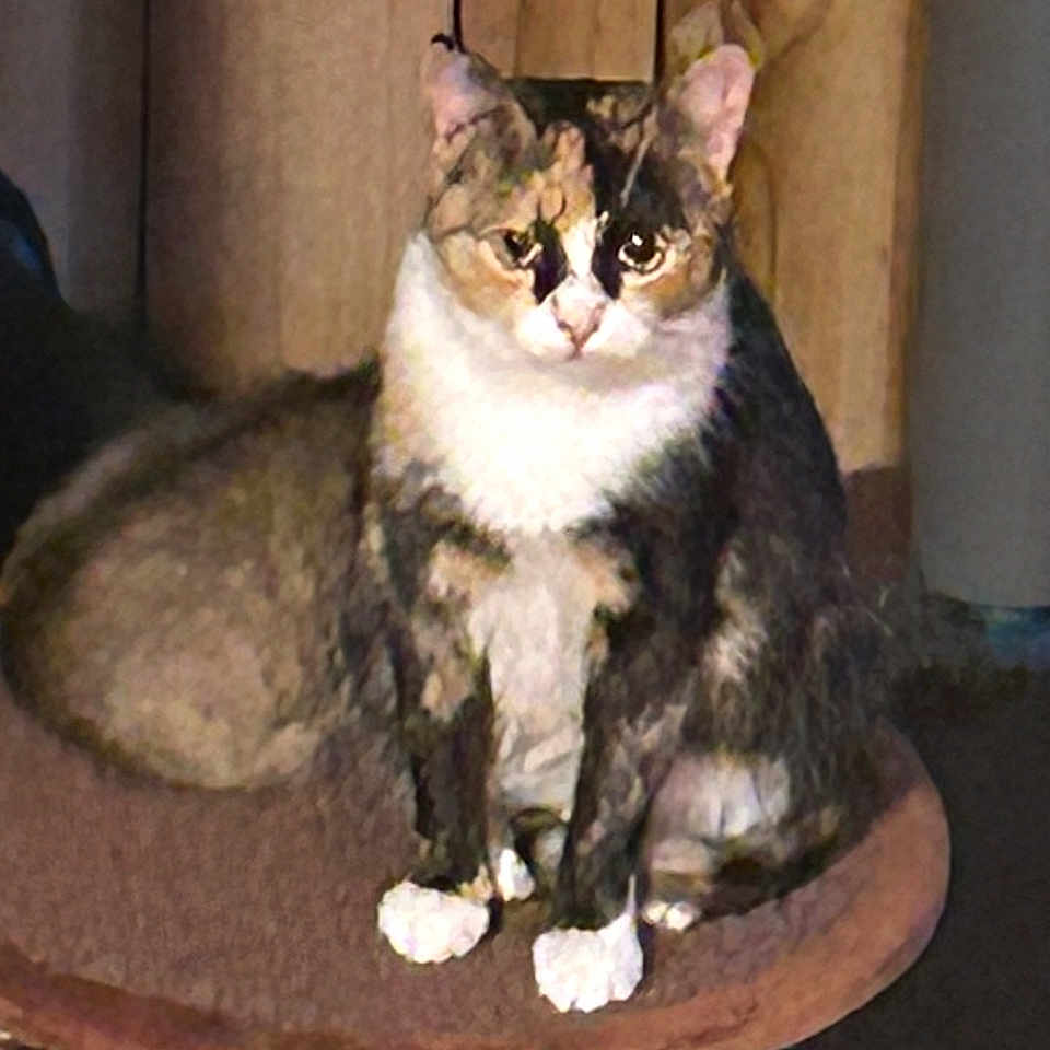 Calico