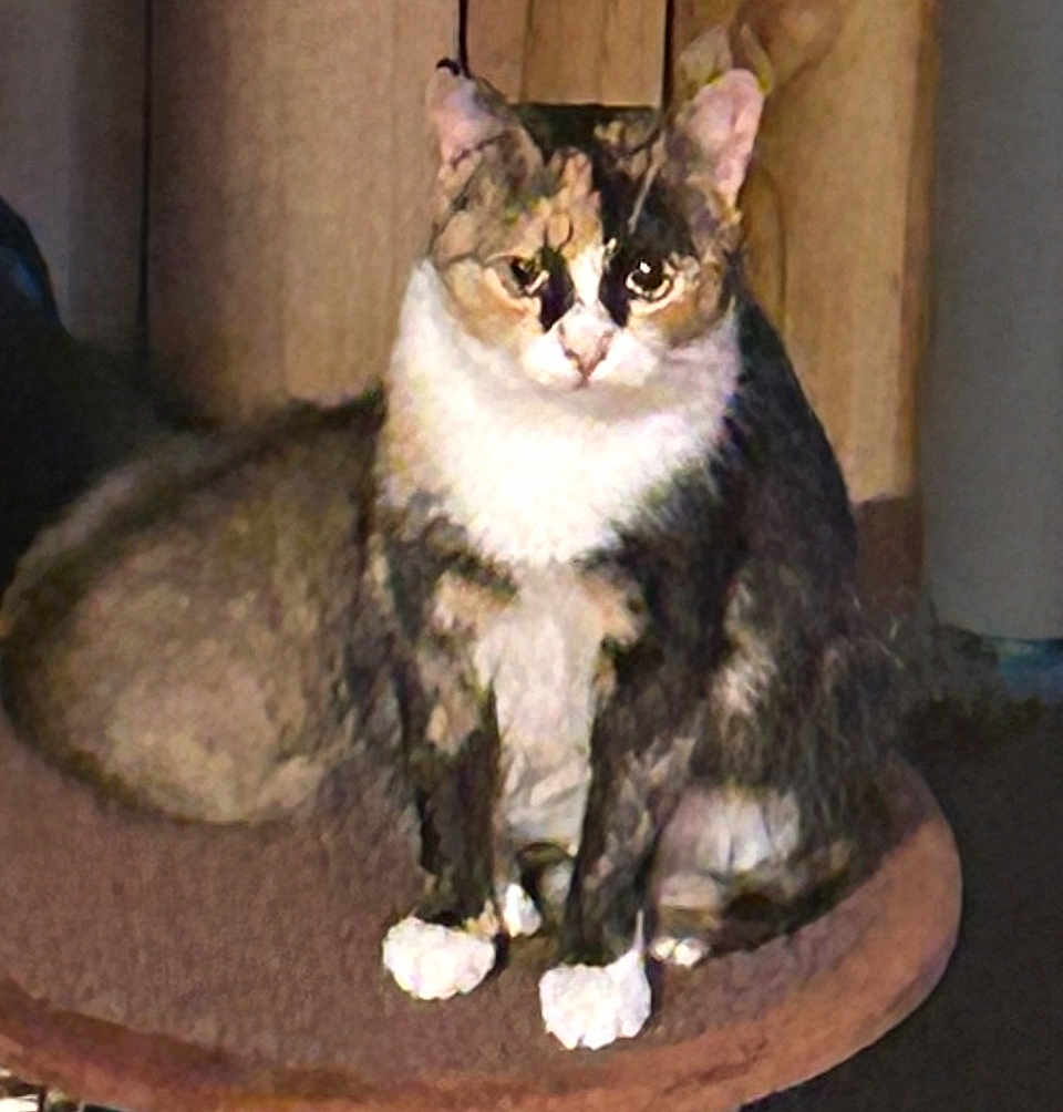 Calico