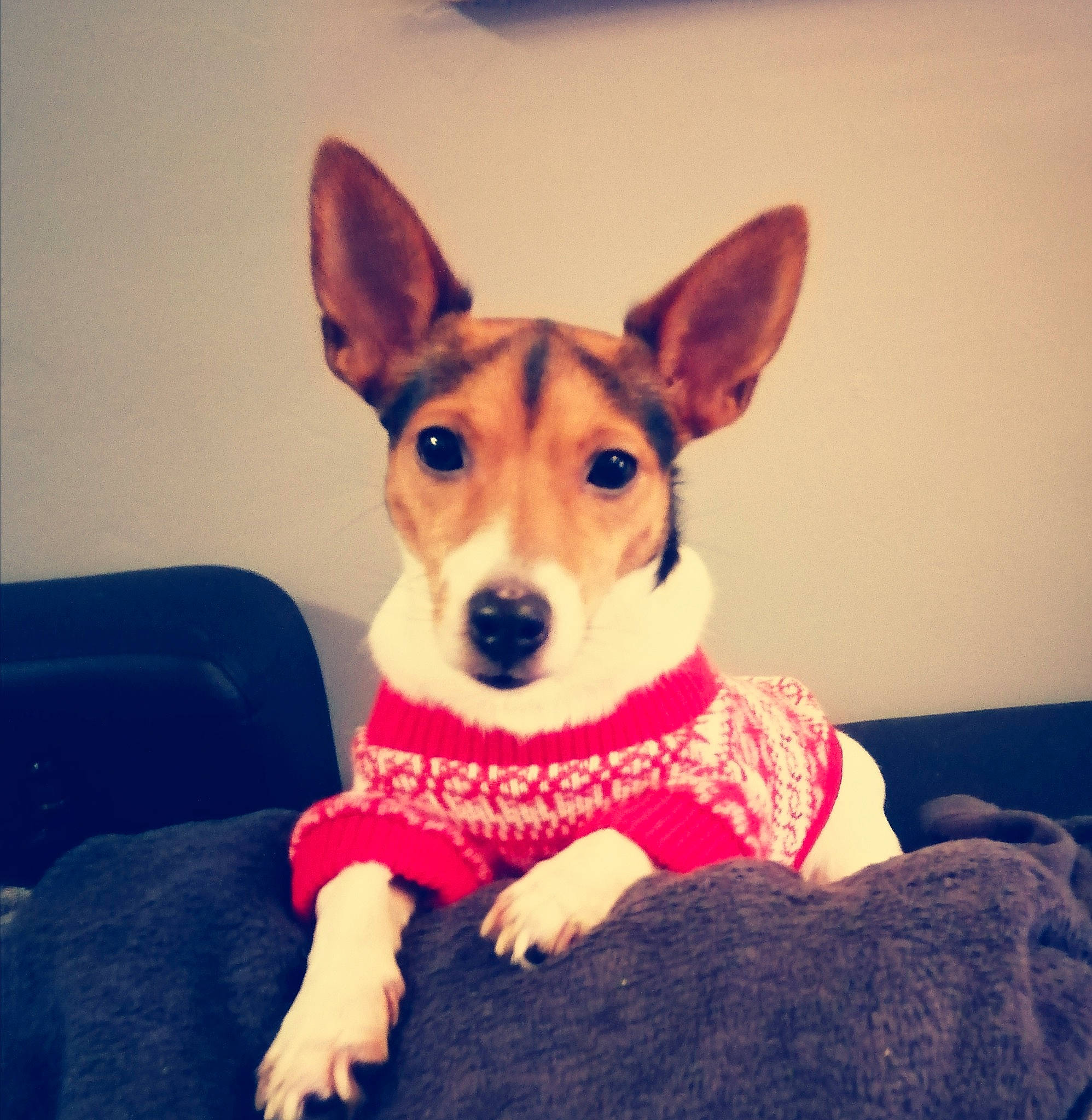 Chichi participe au concours pour gagner de l'argent avec cette photo : basenji, canidae, cardigan_welsh_corgi, carnivore, companion_dog, corgi_chihuahua, dog, dog_breed, ear, mammal, miniature_fox_terrier, puppy, rare_breed_dog, rat_terrier, russell_terrier, snout, teddy_roosevelt_terrier, tenterfield_terrier, toy_fox_terrier, vertebrate