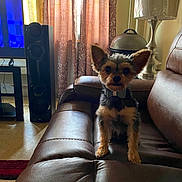 Poppy is registered to the contest to win money with this photo: dog, small_dog, bow_tie, leather_couch, living_room, curtains, lamp, speaker, television, window, carpet, furniture, pet, indoors, brown, black, tan, sitting, ears, portrait