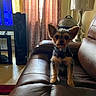 dog, small_dog, bow_tie, leather_couch, living_room, curtains, lamp, speaker, television, window, carpet, furniture, pet, indoors, brown, black, tan, sitting, ears, portrait