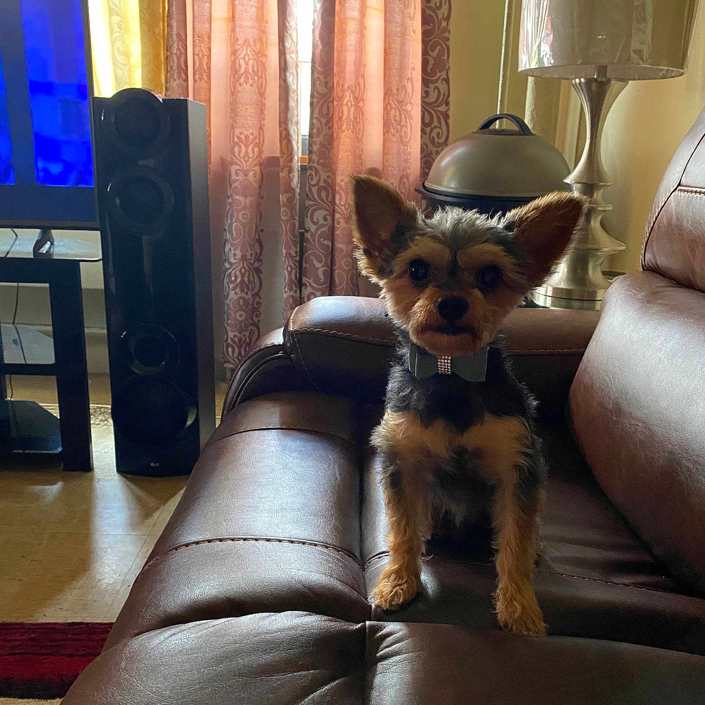 Poppy is registered to the contest to win money with this photo: dog, small_dog, bow_tie, leather_couch, living_room, curtains, lamp, speaker, television, window, carpet, furniture, pet, indoors, brown, black, tan, sitting, ears, portrait