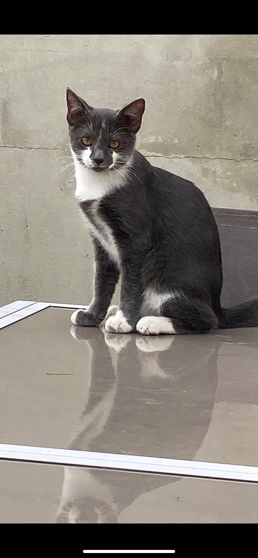 Pastagua participe au concours pour gagner de l'argent avec cette photo : carnivore, cat, domestic_short_haired_cat, eye, felidae, flooring, foot, fur, grey, monochrome, monochrome_photography, paw, shadow, sitting, small_to_medium_sized_cats, snout, tail, water, whiskers, white