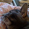 Feline a rejoint le concours — aidez-le/la à gagner de superbes lots ! animal, blanket, cat, close_up, comfort, cozy, cute, domestic_cat, ear, feline, fur, indoor, patterned_blanket, pet, relaxed, resting, side_profile, sleeping, soft_light, whiskers