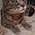Feline