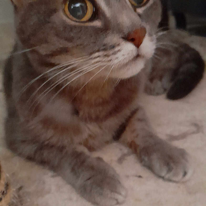 Feline