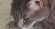 Feline participe au concours pour gagner de l'argent avec cette photo : animal, calm, cat, close_up, curious, cute, domestic_animal, ears, feline, floor, fur, gray_cat, indoor, mammal, pet, quiet, relaxed, resting, side_view, whiskers