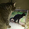 Feline a rejoint le concours — aidez-le/la à gagner de superbes lots ! animal, black_cat_photo, calendar, cat, close_up, curious, domestic_cat, fabric, feline, grass, home, household, indoor, looking, paper, paw, pet, sitting, soft_lighting, tabby_cat
