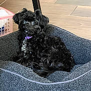 Leo Bear is registered to the contest to win money with this photo: dog, black_dog, pet_bed, purple_collar, curious, indoor, floor, tile, chair_leg, cozy, fluffy, small_dog, looking, animal, companion, home, cute, relaxed, domestic, fur