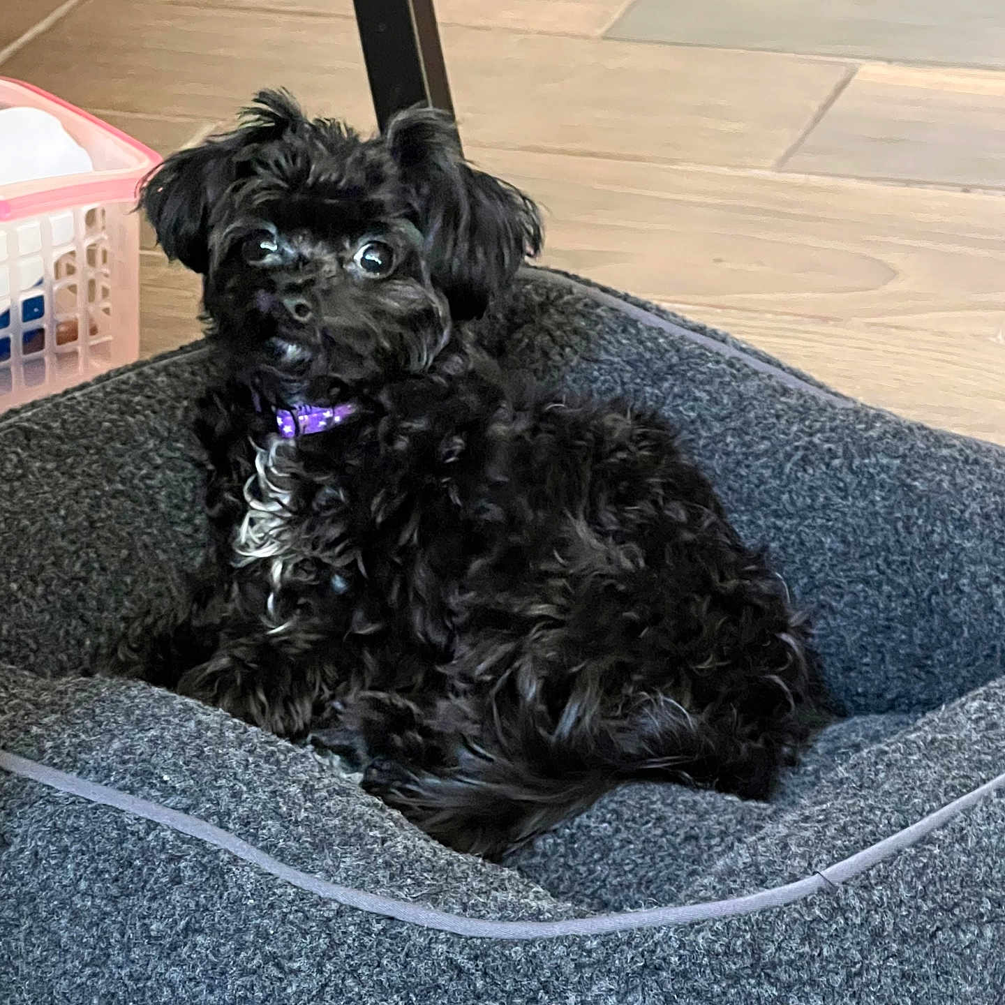 Leo Bear is registered to the contest to win money with this photo: animal, black_dog, chair_leg, companion, cozy, curious, cute, dog, domestic, floor, fluffy, fur, home, indoor, looking, pet_bed, purple_collar, relaxed, small_dog, tile