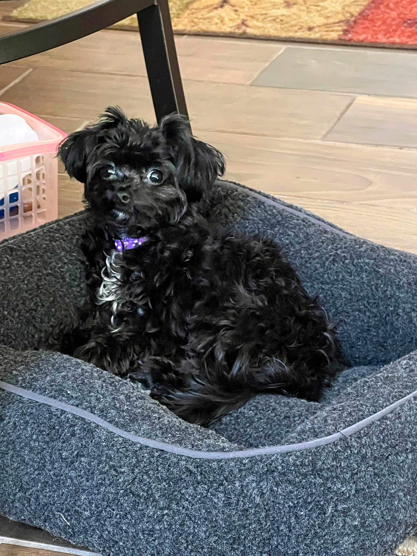 Leo Bear is registered to the contest to win money with this photo: dog, black_dog, pet_bed, purple_collar, curious, indoor, floor, tile, chair_leg, cozy, fluffy, small_dog, looking, animal, companion, home, cute, relaxed, domestic, fur