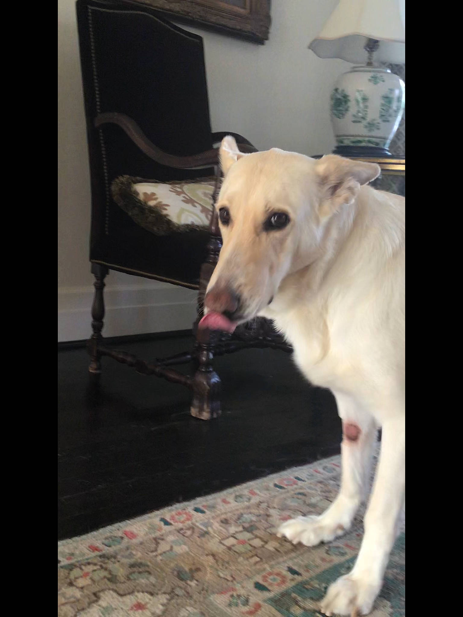 Bunny joined the competition — help win amazing prizes! aspin, canidae, carnivore, dog, dog_breed, fawn, lurcher, mammal, rare_breed_dog, snout, sporting_group, street_dog, vertebrate, whippet