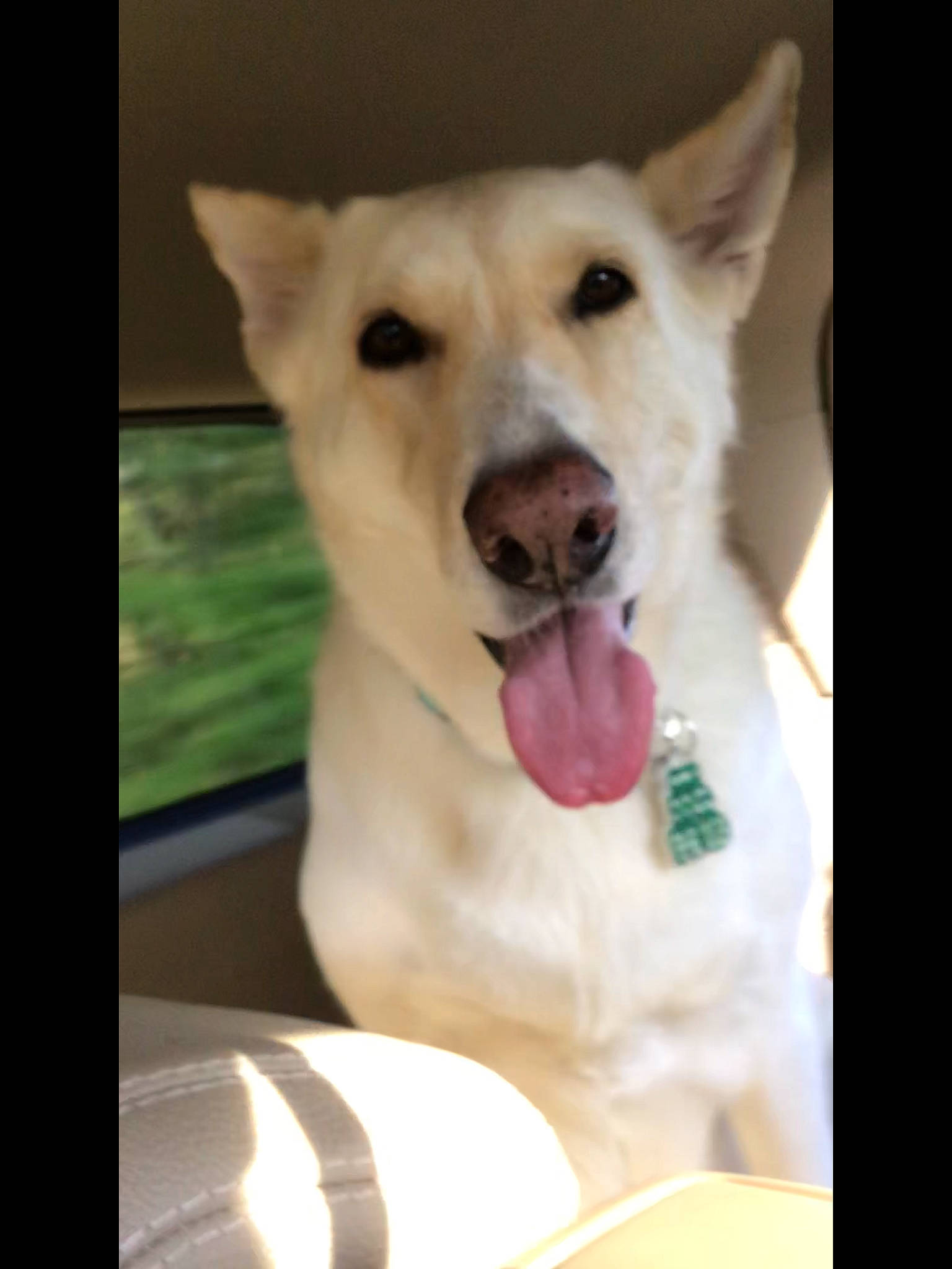 Bunny is registered to the contest to win money with this photo: berger_blanc_suisse, canaan_dog, canidae, carnivore, dog, dog_breed, eye, kintamani, kishu, korean_jindo_dog, labrador_husky, mammal, non_sporting_group, norwegian_buhund, nose, photo_caption, pungsan_dog, snout, vertebrate, white_shepherd