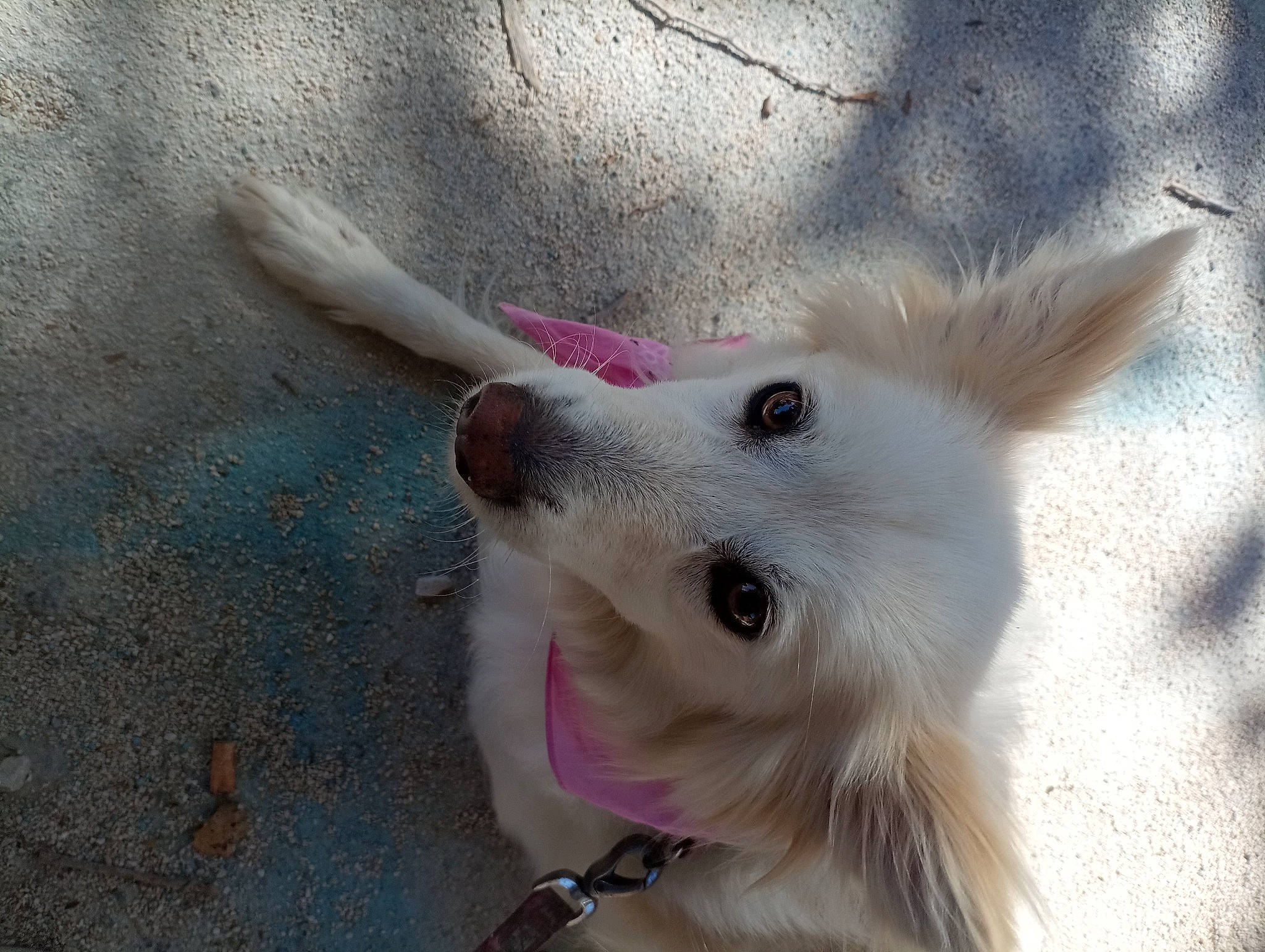 Jessy participe au concours pour gagner de l'argent avec cette photo : american_eskimo_dog, canidae, carnivore, collar, companion_dog, dog, dog_breed, dog_collar, dog_supply, ear, eyelash, fawn, fur, japanese_spitz, jaw, samoyed, sporting_group, volpino_italiano, whiskers, working_animal