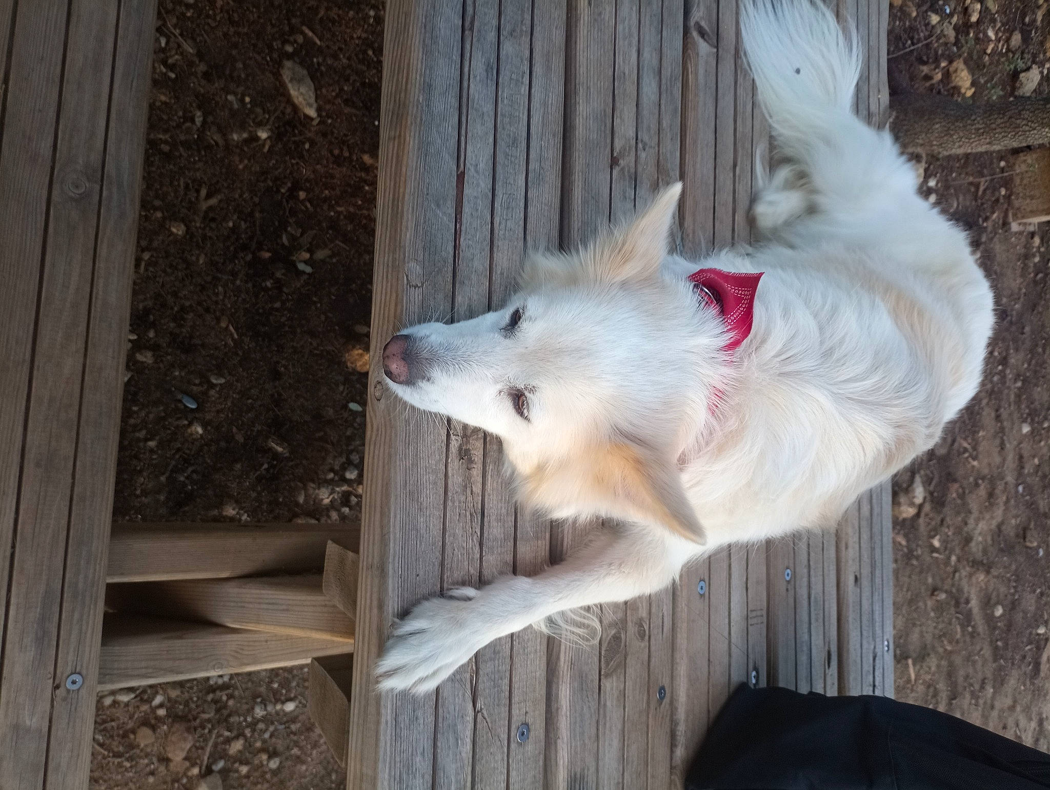 Jessy participe au concours pour gagner de l'argent avec cette photo : american_eskimo_dog, canidae, carnivore, collar, companion_dog, dog, dog_breed, fawn, fur, indian_spitz, japanese_spitz, kintamani, samoyed, sporting_group, tail, volpino_italiano, whiskers, wolf, wood, working_dog