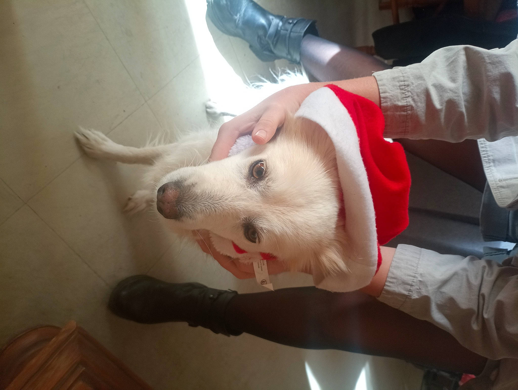 Jessy a rejoint le concours — aidez-le/la à gagner de superbes lots ! canidae, carnivore, companion_dog, dog, dog_breed, ear, fang, fawn, flooring, fur, gesture, human_leg, nail, non_sporting_group, snout, sporting_group, whiskers, wrist