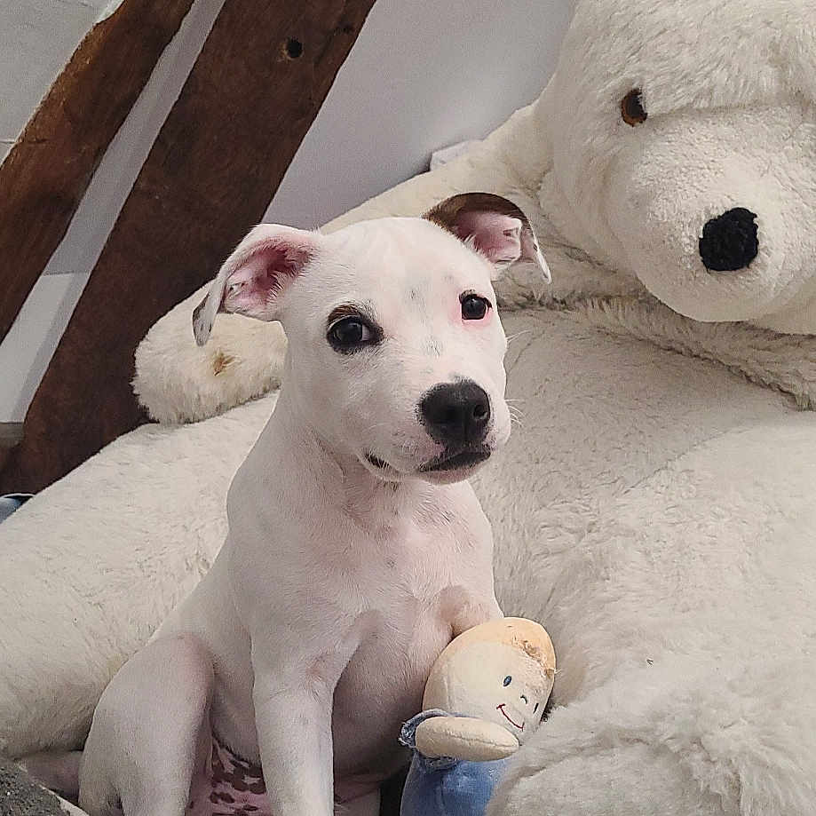 Stitch a rejoint le concours — aidez-le/la à gagner de superbes lots ! animal, bear, bed, boxer, bulldog, canine, couch, dog, furniture, hound, labradorretriever, person, pet, pitbull, plush, puppy, sleeping, teddybear, toy, whitedog