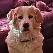 Possum is registered to the contest to win money with this photo: adorable, attentive, big_dog, brown_ears, close_up, companion, couch, dog, fluffy_fur, indoor, leather_sofa, living_room, muzzle, nose, pet, portrait, sitting, soulful_eyes, whiskers, white_fur