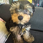 Lashawn Bullard joined the competition — help win amazing prizes! black_fur, brown_fur, canine, collar, couch, cute, dog, eyes, fluffy, indoors, long_hair, nose, paws, pet, portrait, puppy, sitting, small_dog, tag, tan_fur