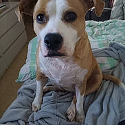 Onixa a rejoint le concours — aidez-le/la à gagner de superbes lots ! animal, bed, blanket, brown_and_white, canine, cozy, cute, dog, domestic, ears, floor, fur, furniture, home, indoor, looking, mammal, pet, resting, tail
