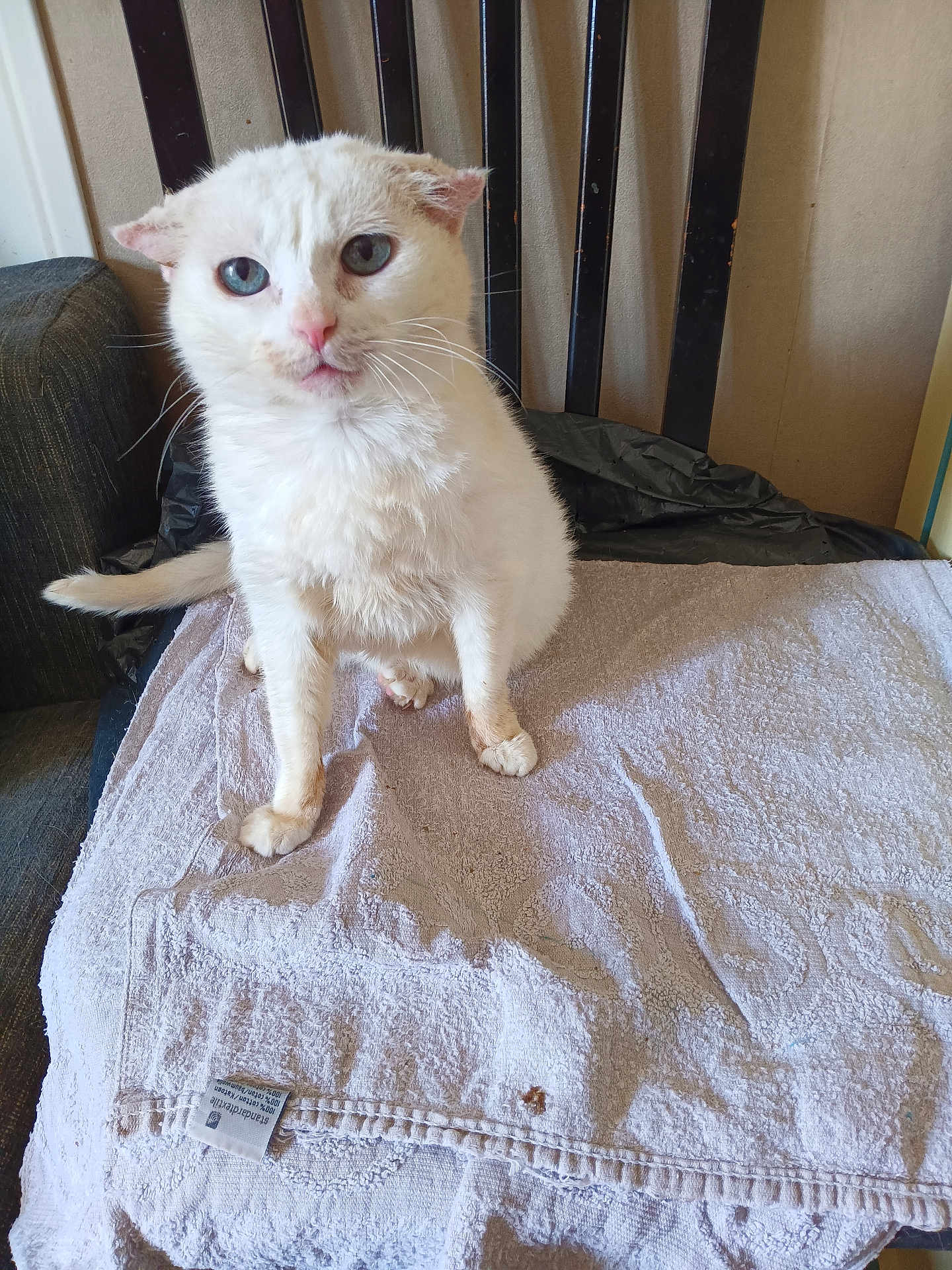 Blamche participe au concours pour gagner de l'argent avec cette photo : cat, white_cat, blue_eyes, folded_ears, towel, chair, indoor, pet, animal, feline, fur, whiskers, looking, sitting, curious, domestic_cat, closeup, texture, home, furball