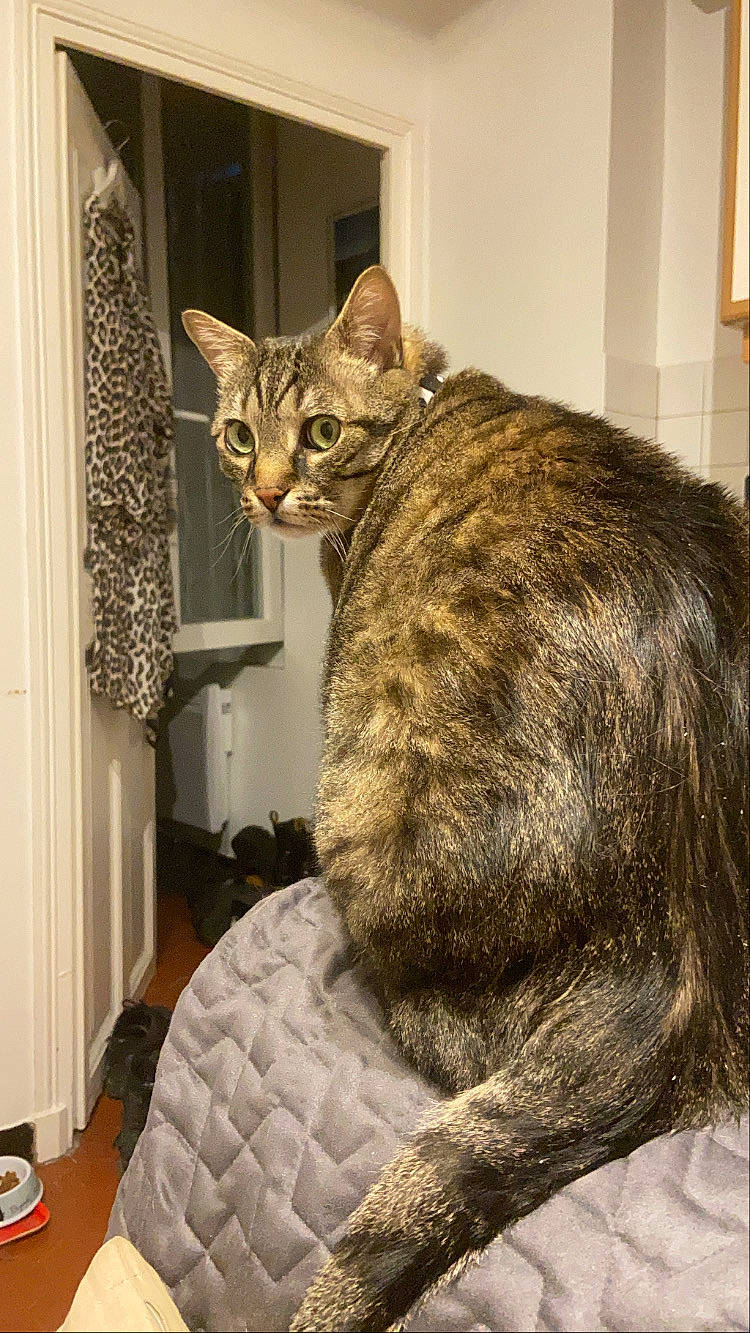 Gnocchi participe au concours pour gagner de l'argent avec cette photo : art, building, carnivore, cat, comfort, domestic_short_haired_cat, felidae, flooring, fur, room, sculpture, small_to_medium_sized_cats, snout, tail, terrestrial_animal, whiskers, wildlife, wood