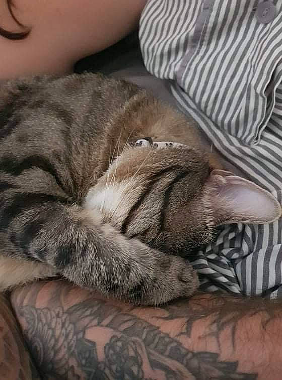 Gnocchi a rejoint le concours — aidez-le/la à gagner de superbes lots ! carnivore, cat, claw, comfort, domestic_short_haired_cat, fawn, felidae, fur, grey, linens, nap, paw, sleep, small_to_medium_sized_cats, snout, tail, terrestrial_animal, whiskers, wildlife, wood