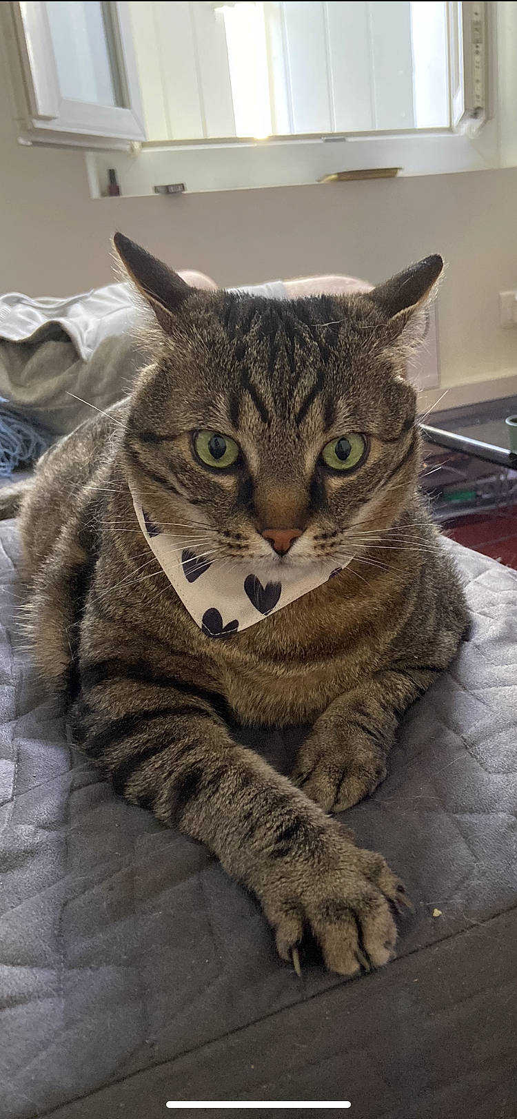 Gnocchi participe au concours pour gagner de l'argent avec cette photo : carnivore, cat, claw, domestic_short_haired_cat, eye, felidae, flooring, fur, grey, metal, paw, photo_caption, sitting, small_to_medium_sized_cats, snout, terrestrial_animal, whiskers, window