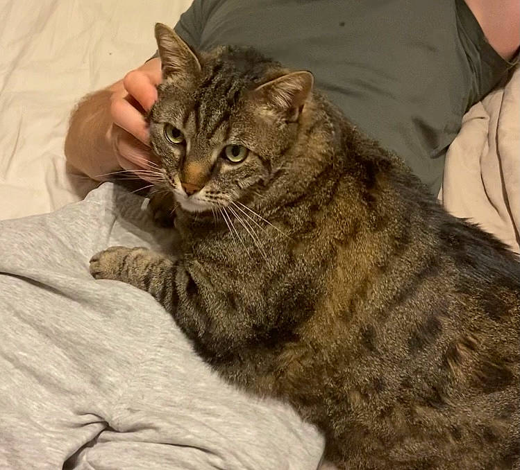 Gnocchi participe au concours pour gagner de l'argent avec cette photo : carnivore, cat, claw, comfort, domestic_short_haired_cat, felidae, fur, paw, sitting, small_to_medium_sized_cats, snout, tail, terrestrial_animal, whiskers