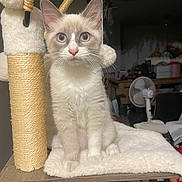 Aiko a rejoint le concours — aidez-le/la à gagner de superbes lots ! cat, kitten, indoor, pet, feline, cat_tree, scratching_post, blue_eyes, fur, whiskers, curious, sitting, wood, plush, household, fan, chair, blanket, soft, domestic