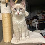 blanket, blue_eyes, cat, cat_tree, chair, curious, domestic, fan, feline, fur, household, indoor, kitten, pet, plush, scratching_post, sitting, soft, whiskers, wood