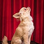 dog, chihuahua, puppy, pet, animal, fur, ears, tail, sitting, looking_up, studio, red_curtain, indoor, portrait, cute, small_dog, fluffy, canine, domestic_animal, side_view