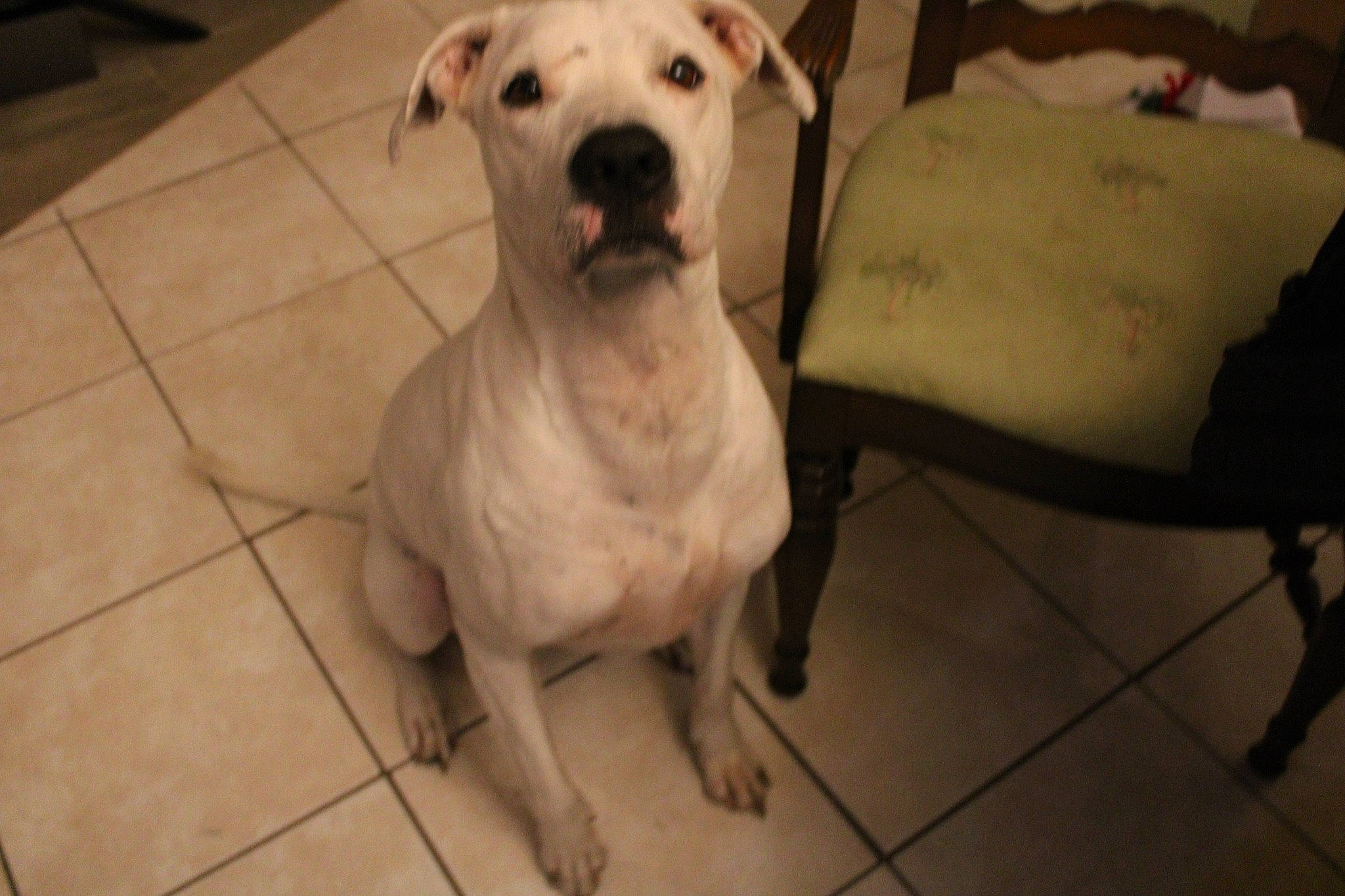 Yeti joined the competition — help win amazing prizes! american_bulldog, american_pit_bull_terrier, bulldog, bully_kutta, canidae, carnivore, cordoba_fighting_dog, dog, dog_breed, dogo_argentino, dogo_guatemalteco, guard_dog, gull_terr, mammal, molosser, non_sporting_group, pit_bull, rare_breed_dog, snout, vertebrate