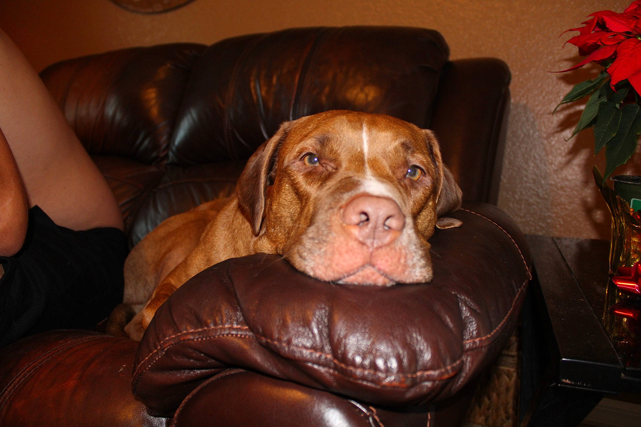 Wrangler is registered to the contest to win money with this photo: bracco_italiano, brown, canidae, caramel_color, carnivore, companion_dog, dog, dog_breed, fawn, liver, mammal, pointer, pointing_breed, rare_breed_dog, sporting_group, vertebrate, vizsla