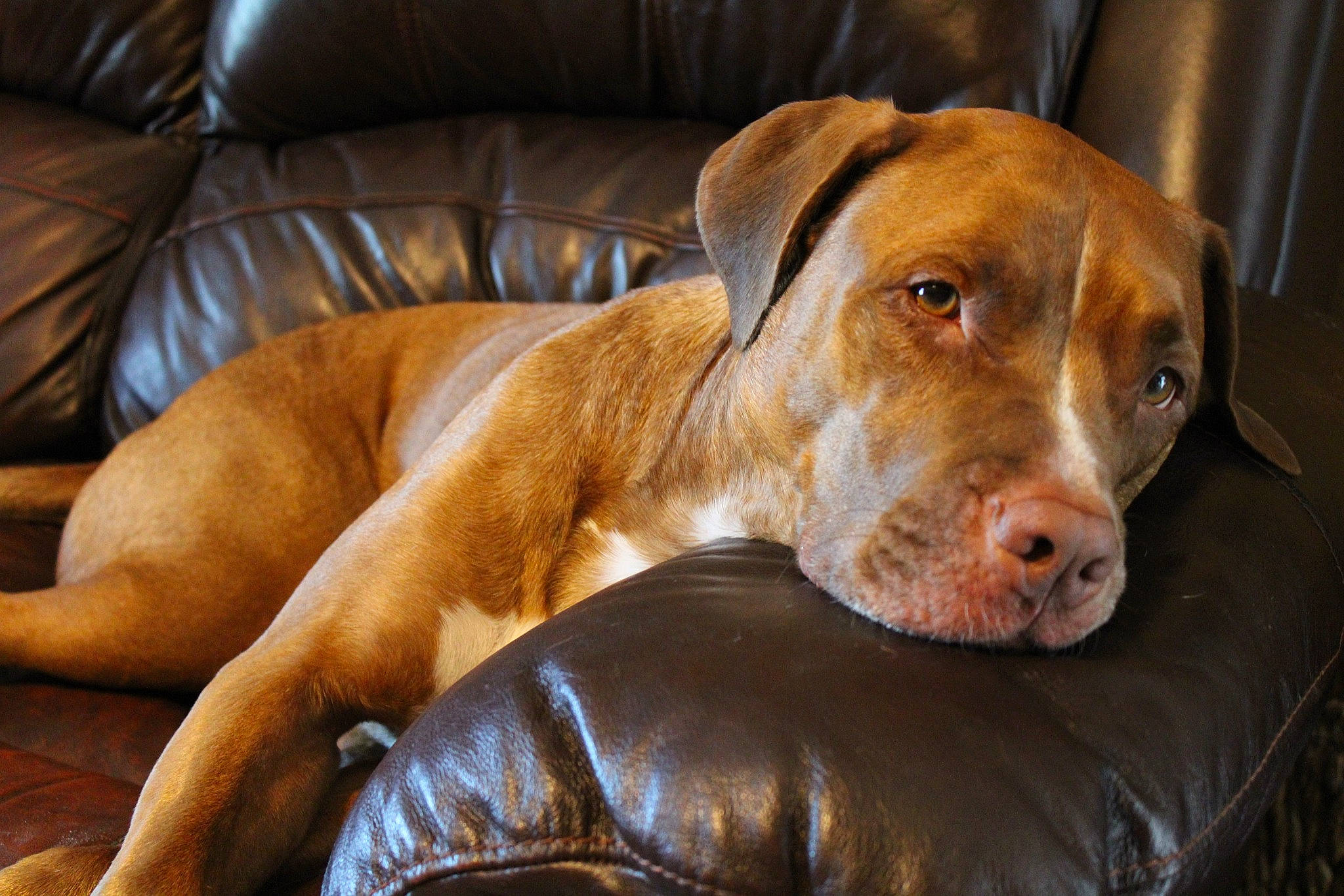 Wrangler joined the competition — help win amazing prizes! american_pit_bull_terrier, canidae, carnivore, companion_dog, dog, dog_breed, ear, fawn, mammal, molosser, non_sporting_group, pit_bull, portuguese_pointer, rare_breed_dog, rhodesian_ridgeback, snout, sporting_group, tosa, vertebrate, vizsla