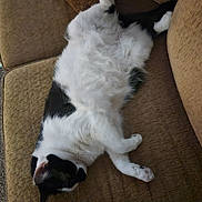 Sherman joined the competition — help win amazing prizes! cat, black_and_white, feline, pet, relaxed, sleeping, couch, indoor, fur, whiskers, paw, resting, fluffy, cozy, home, animal, mammal, domestic, lazy, comfortable