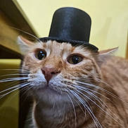 Frodo joined the competition — help win amazing prizes! cat, ginger_cat, pet, animal, close_up, face, whiskers, top_hat, costume, cute, indoor, feline, curious, portrait, warm_lighting, yellow_background, soft_focus, domestic_cat, funny, hat