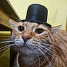 cat, ginger_cat, pet, animal, close_up, face, whiskers, top_hat, costume, cute, indoor, feline, curious, portrait, warm_lighting, yellow_background, soft_focus, domestic_cat, funny, hat