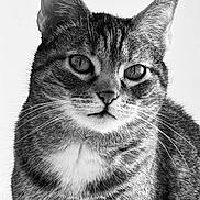 Canelle participe au concours pour gagner de l'argent avec cette photo : cat, tabby, close_up, black_and_white, portrait, animal, pet, feline, whiskers, ears, face, fur, texture, eyes, indoor, calm, mammal, domestic_cat, looking, detailed