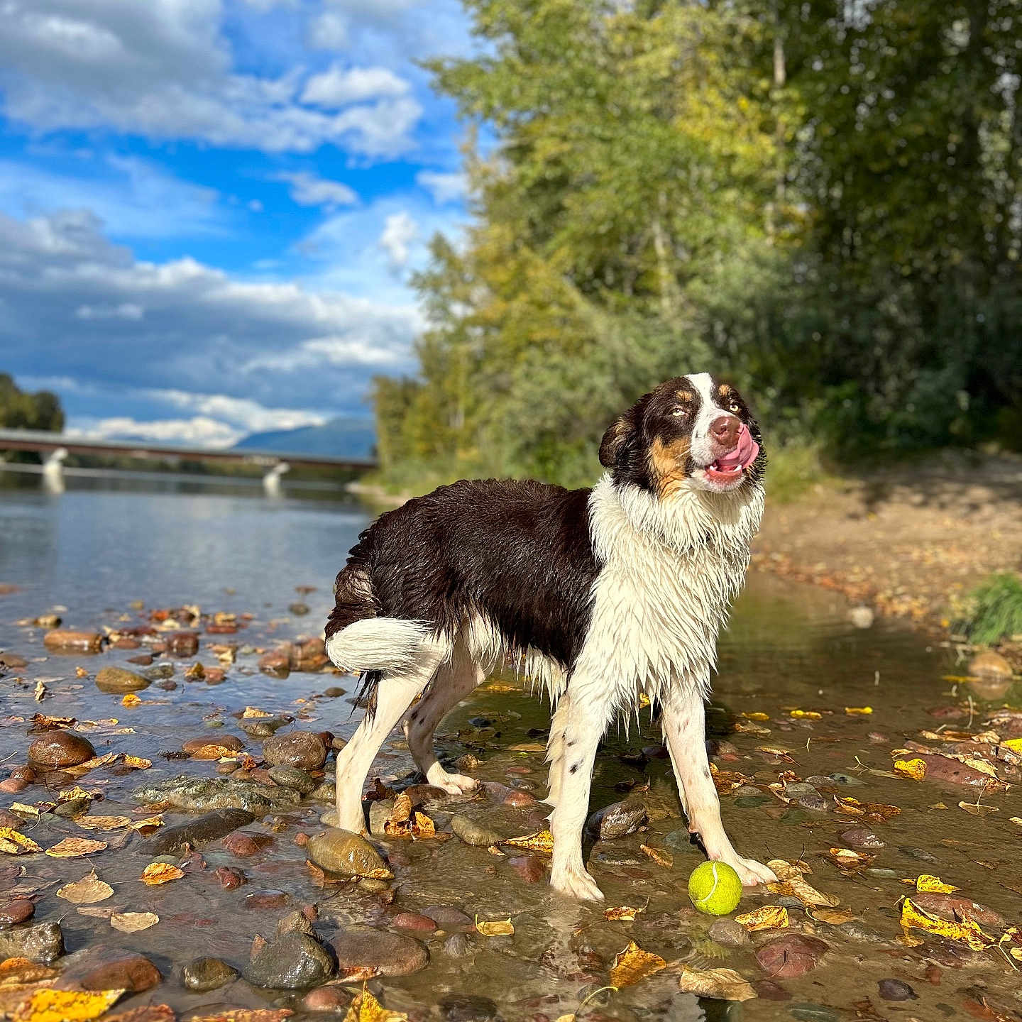Stix is registered to the contest to win money with this photo: animal, ball, canine, dog, face, head, nature, outdoors, person, pet, plant, pond, puppy, rock, soil, sport, tennis, tennisball, vegetation, water