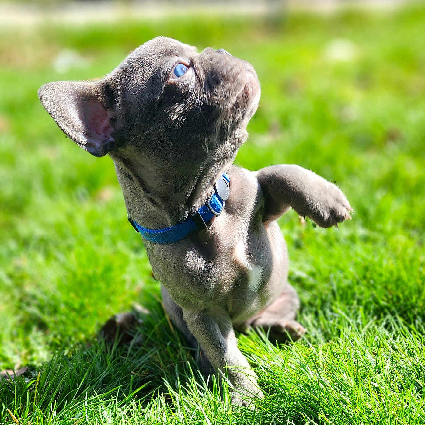 Blue joined the competition — help win amazing prizes! alloywheel, animal, bulldog, canine, car, carwheel, chihuahua, dog, frenchbulldog, grass, lawn, machine, pet, plant, puppy, spoke, tire, transportation, vehicle, wheel