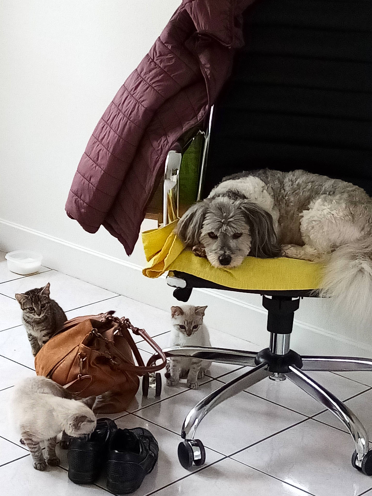 Grimm participe au concours pour gagner de l'argent avec cette photo : art, bag, cameras_optics, chair, comfort, companion_dog, couch, dog, dog_breed, eyewear, fashion_accessory, fur, human_leg, linens, luggage_and_bags, optical_instrument, room, sandal, sitting, toy_dog