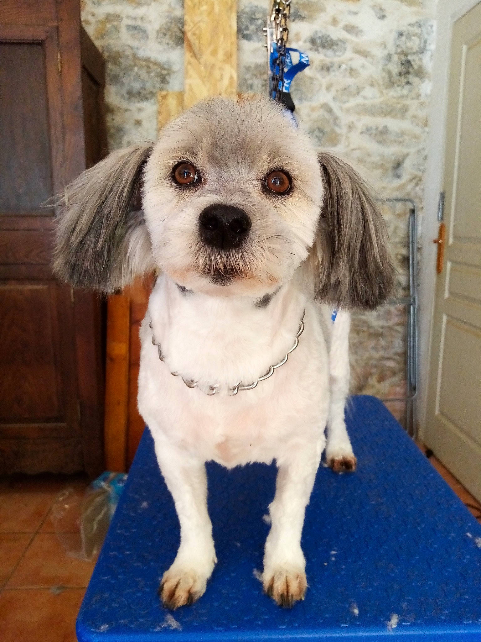 Grimm a rejoint le concours — aidez-le/la à gagner de superbes lots ! canidae, carnivore, companion_dog, dog, dog_breed, dog_collar, dog_supply, door, fawn, fur, hardwood, maltepoo, non_sporting_group, pet_supply, snout, sporting_group, toy_dog, wall_plate, wood, working_animal