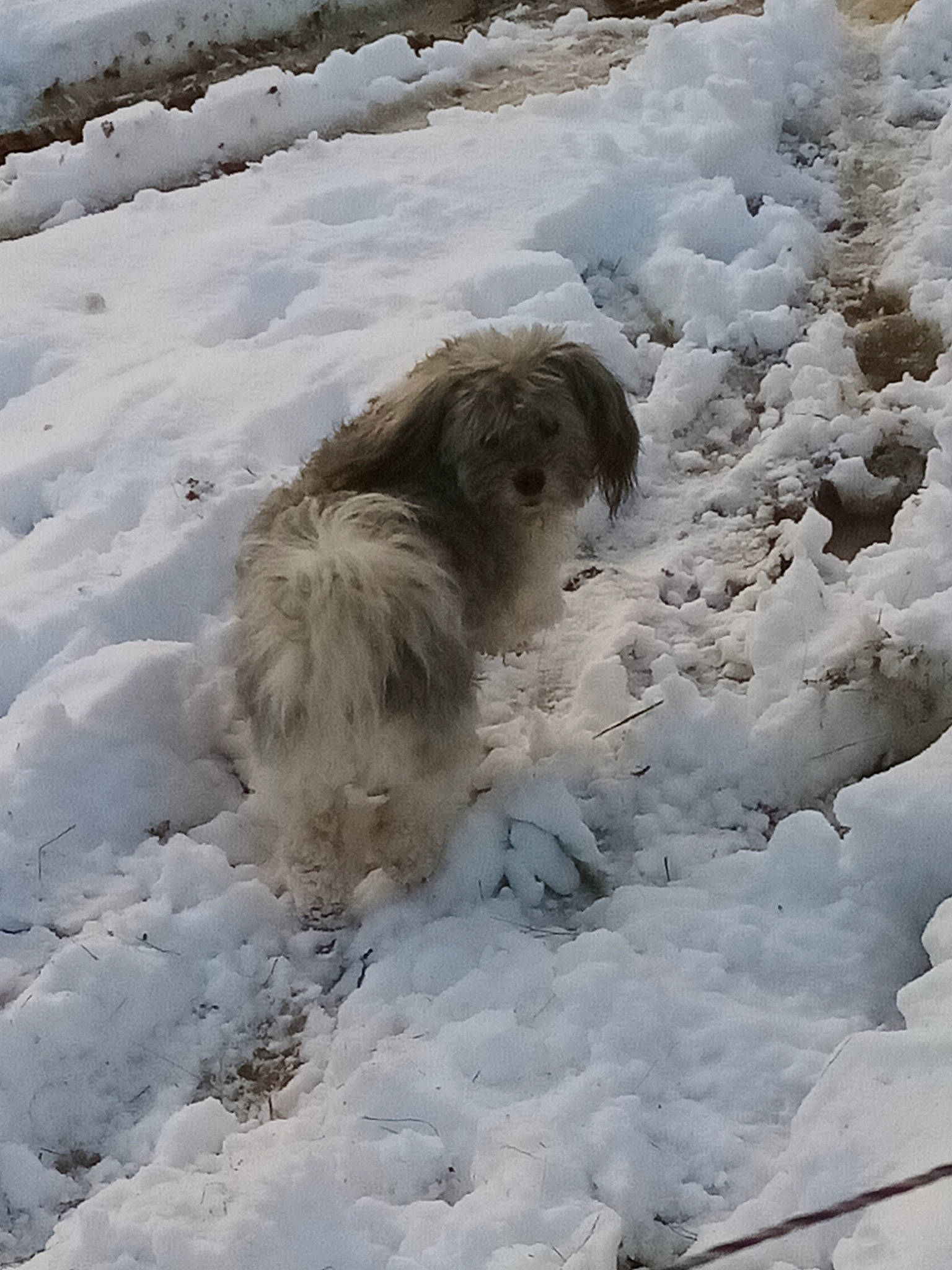 Grimm participe au concours pour gagner de l'argent avec cette photo : canidae, carnivore, companion_dog, dog, dog_breed, freezing, fur, ice, snow, sporting_group, tail, terrier, winter