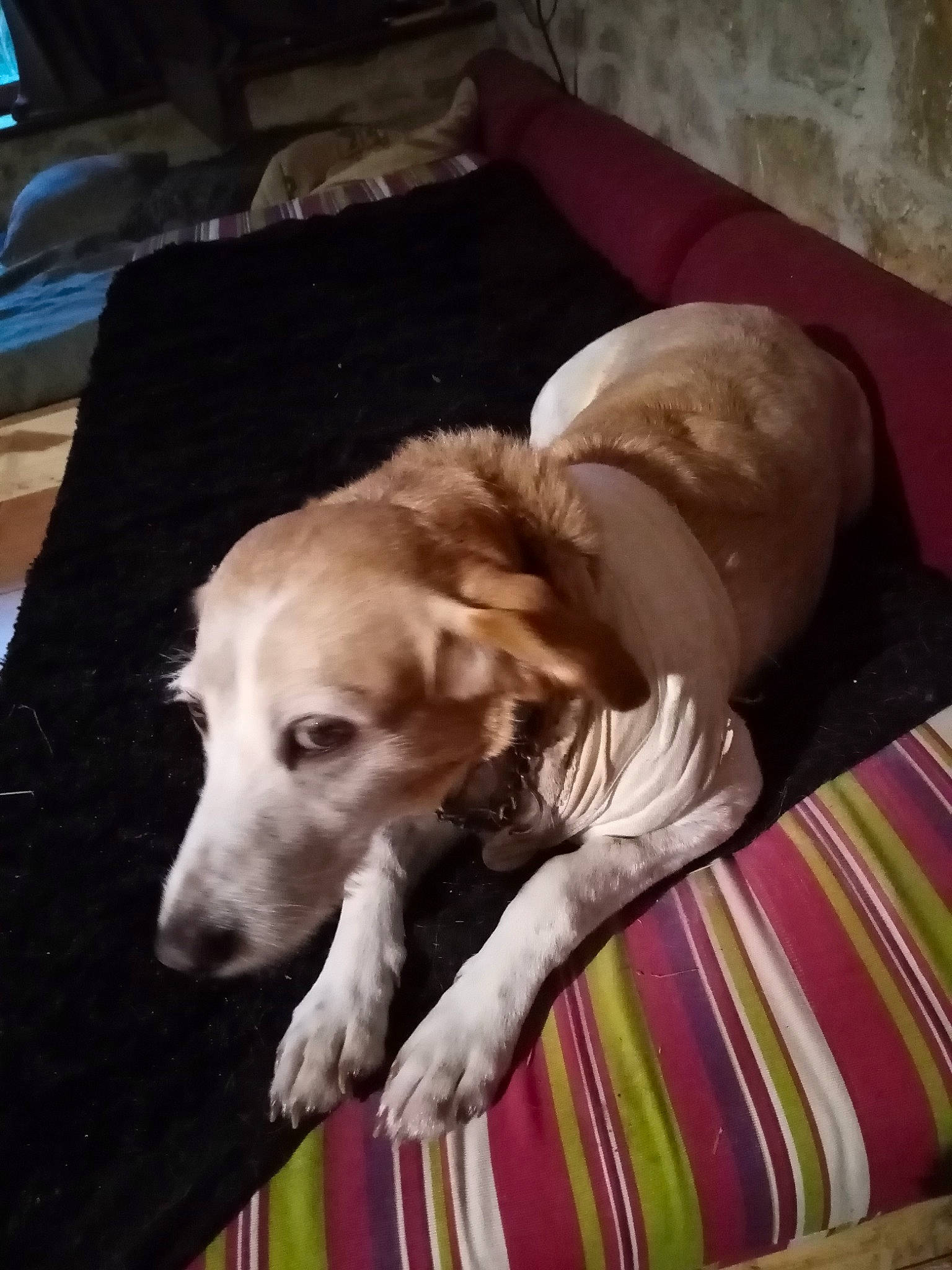 Gini a rejoint le concours — aidez-le/la à gagner de superbes lots ! carnivore, comfort, companion_dog, couch, dog, dog_breed, dog_supply, fawn, flooring, fur, gun_dog, hardwood, linens, saluki, sighthound, snout, tail, whiskers, wood, working_animal