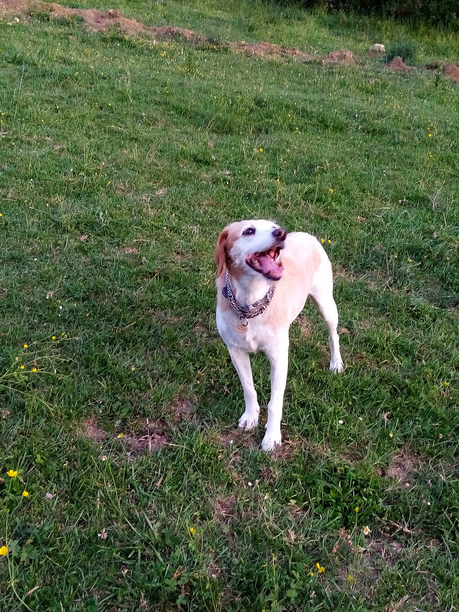 Gini a rejoint le concours — aidez-le/la à gagner de superbes lots ! canidae, carnivore, collar, companion_dog, dog, dog_breed, dog_collar, fawn, grass, grassland, groundcover, gun_dog, paw, pet_supply, plant, snout, soil, sporting_group, tail, working_animal