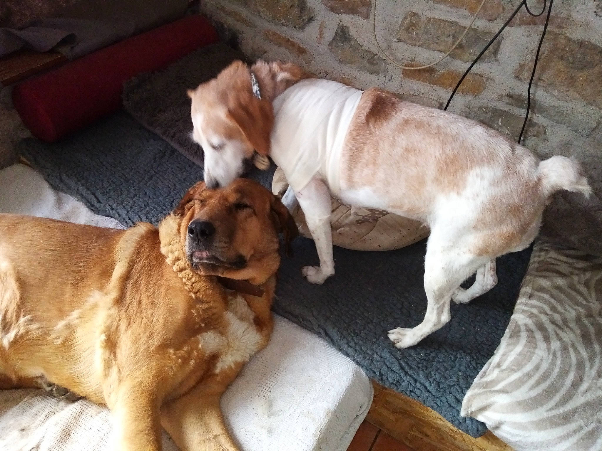 Gini a rejoint le concours — aidez-le/la à gagner de superbes lots ! carnivore, chair, comfort, companion_dog, dog, dog_breed, dog_supply, fawn, flooring, gun_dog, hardwood, hound, liver, paw, pet_supply, snout, sporting_group, tail, wood, working_animal