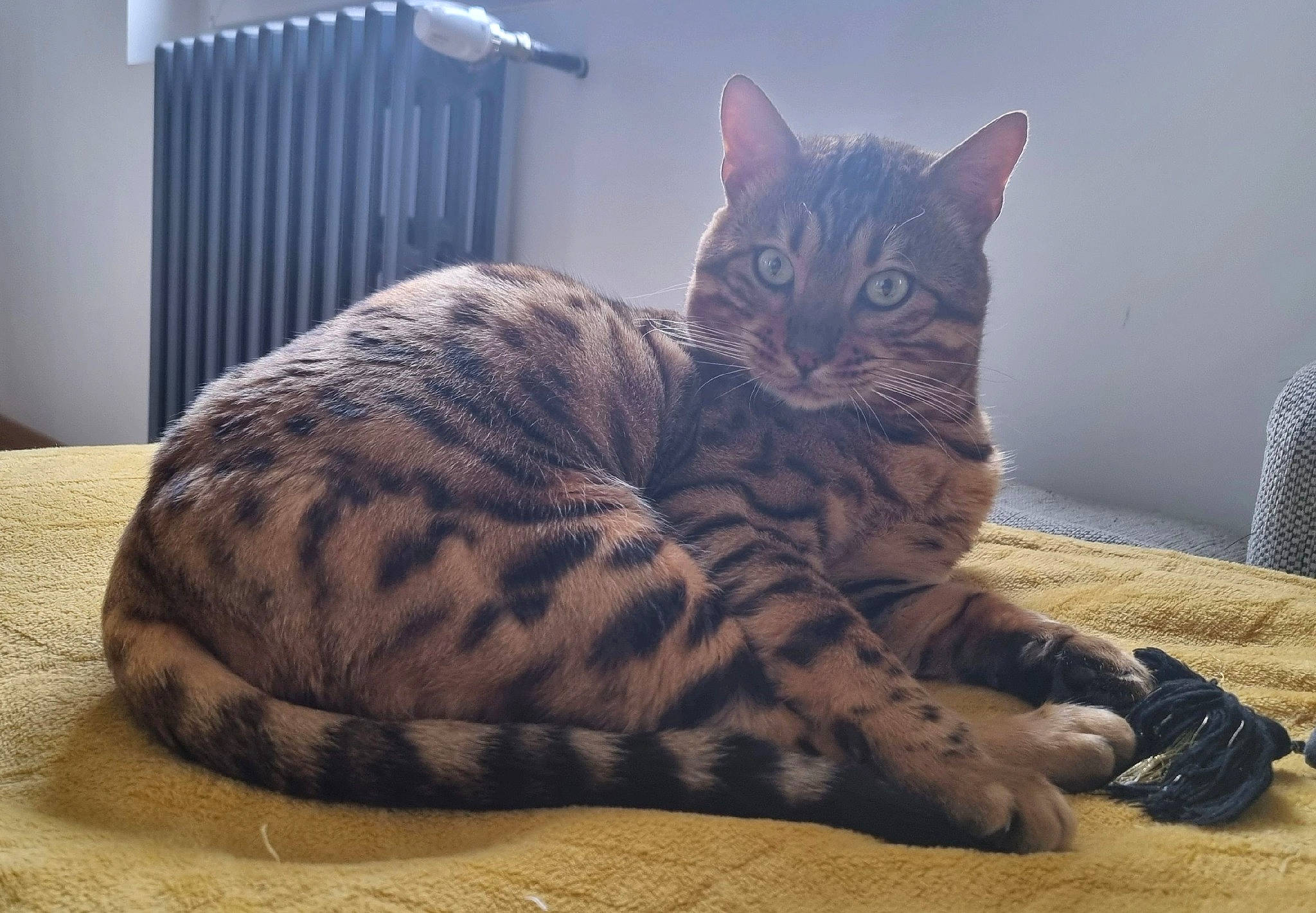 Thorgal participe au concours pour gagner de l'argent avec cette photo : carnivore, cat, cat_supply, comfort, domestic_short_haired_cat, felidae, flooring, fur, grey, hardwood, paw, sitting, small_to_medium_sized_cats, snout, tail, terrestrial_animal, whiskers, wood