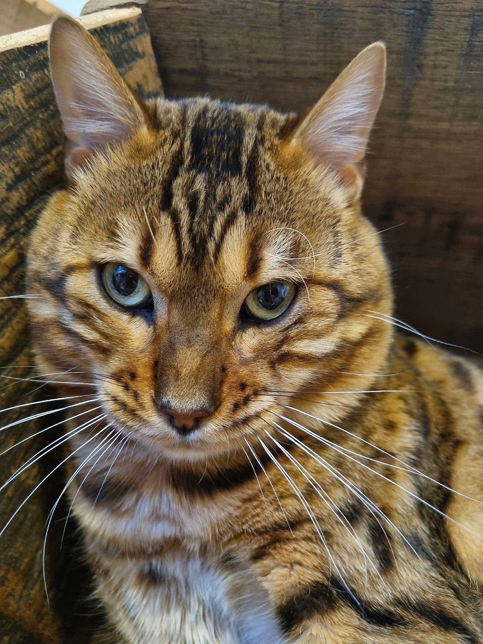 Thorgal participe au concours pour gagner de l'argent avec cette photo : carnivore, cat, domestic_short_haired_cat, felidae, fur, grass, iris, lynx, pattern, small_to_medium_sized_cats, snout, terrestrial_animal, whiskers, wildlife