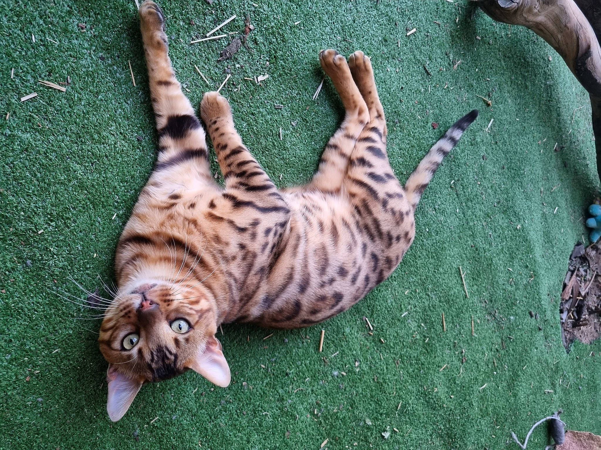 Thorgal a rejoint le concours — aidez-le/la à gagner de superbes lots ! big_cats, carnivore, cat, claw, domestic_short_haired_cat, fawn, felidae, fur, grass, ocelot, organism, pattern, paw, small_to_medium_sized_cats, tail, terrestrial_animal, whiskers, wildlife, wood